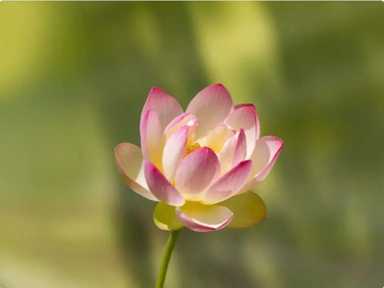 蓮花祈福團練-7