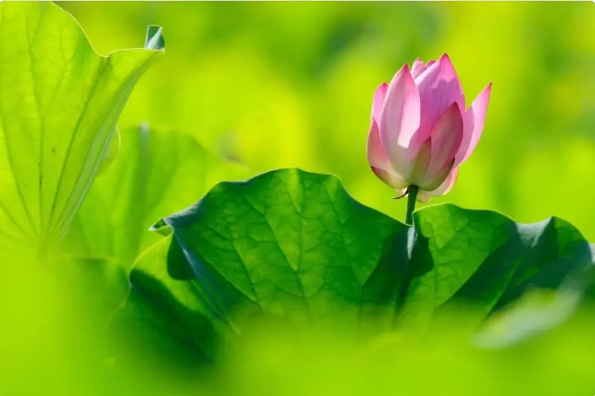 蓮花祈福團練-5