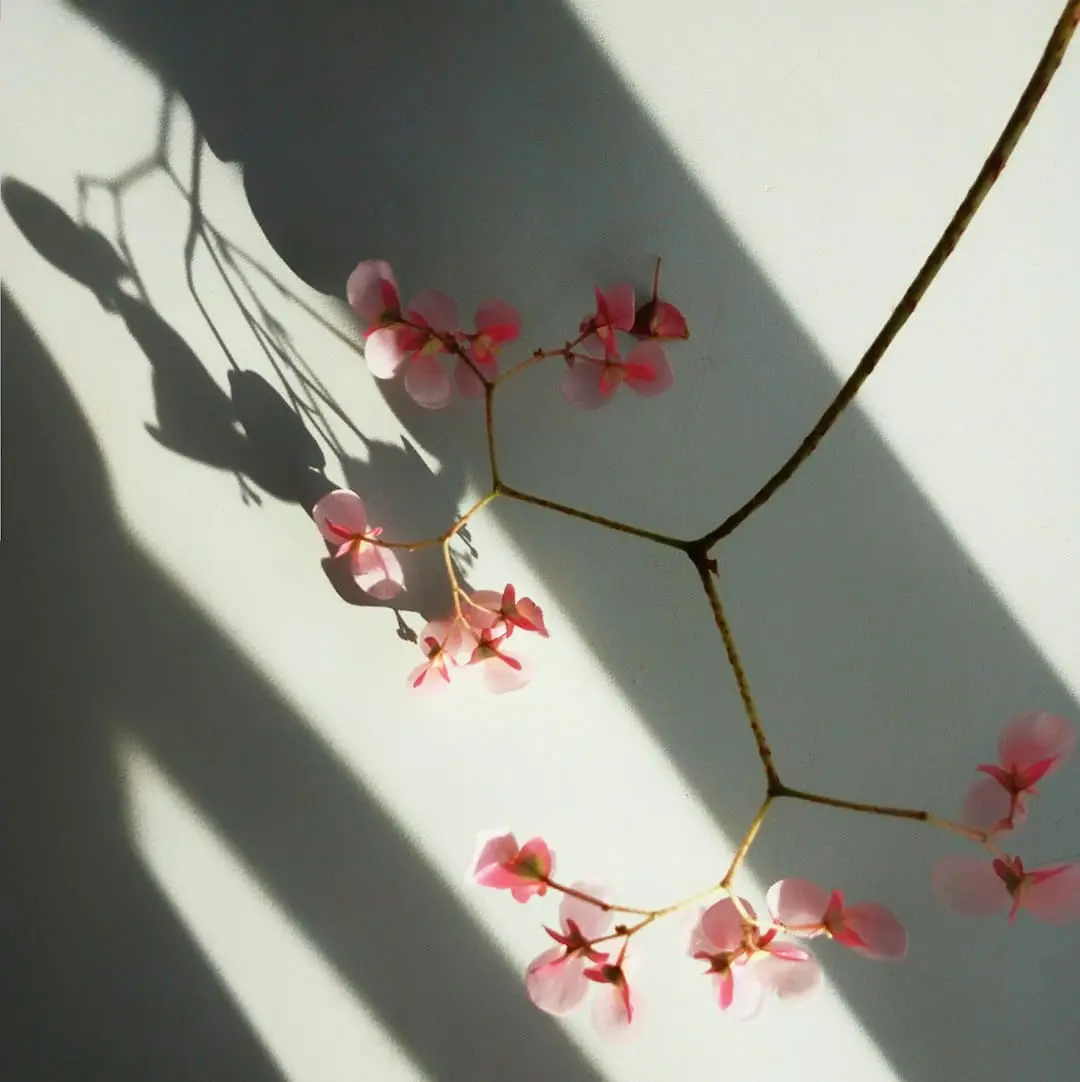 pink and white flower petals on white wall