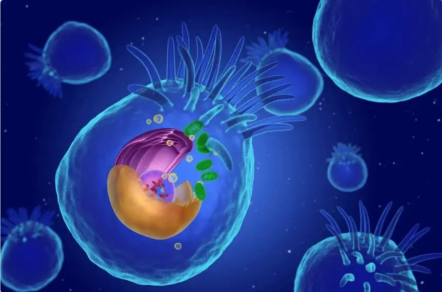 天天喊累，問題出在線粒體！白雁老師教你用氣功重啟身體發電機