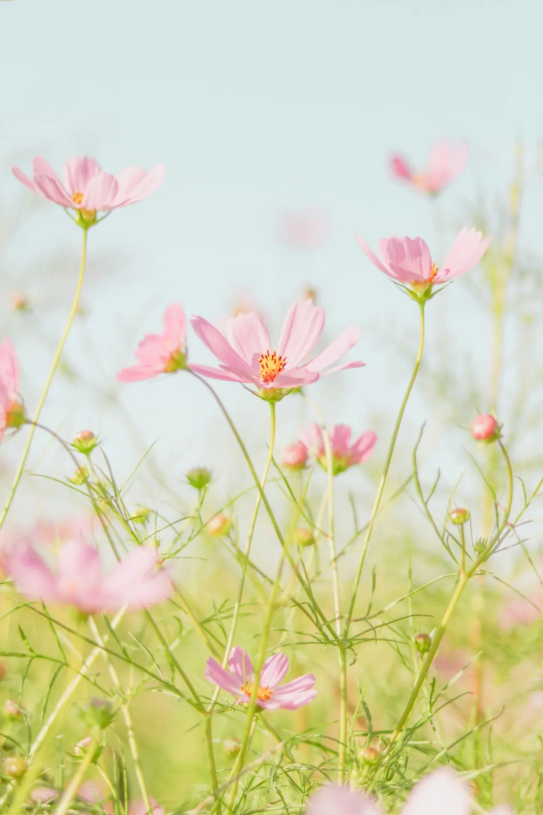 Photo by Jei Lee pink flowers in tilt shift lens