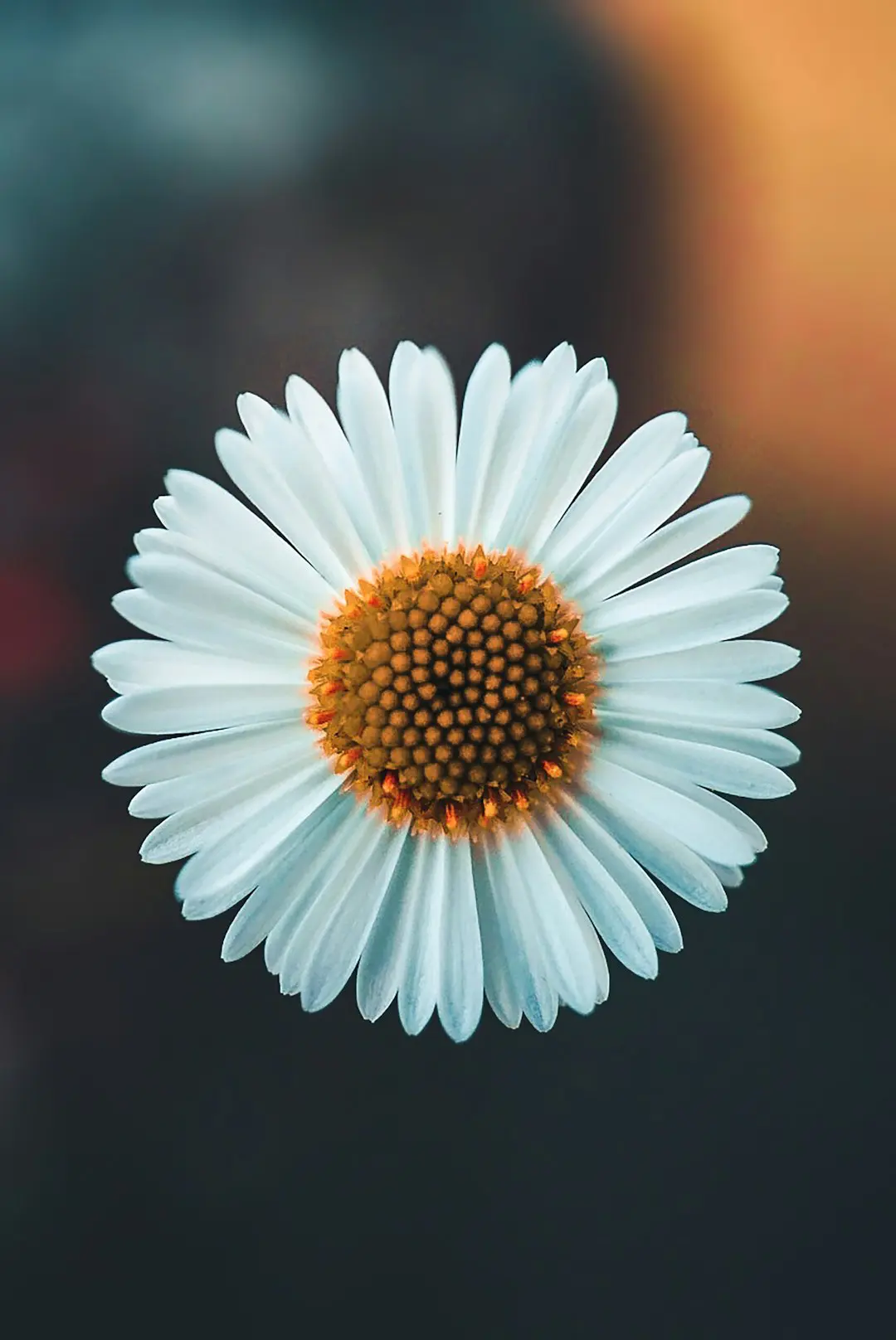 Photo by AARN GIRI white daisy in bloom during daytime