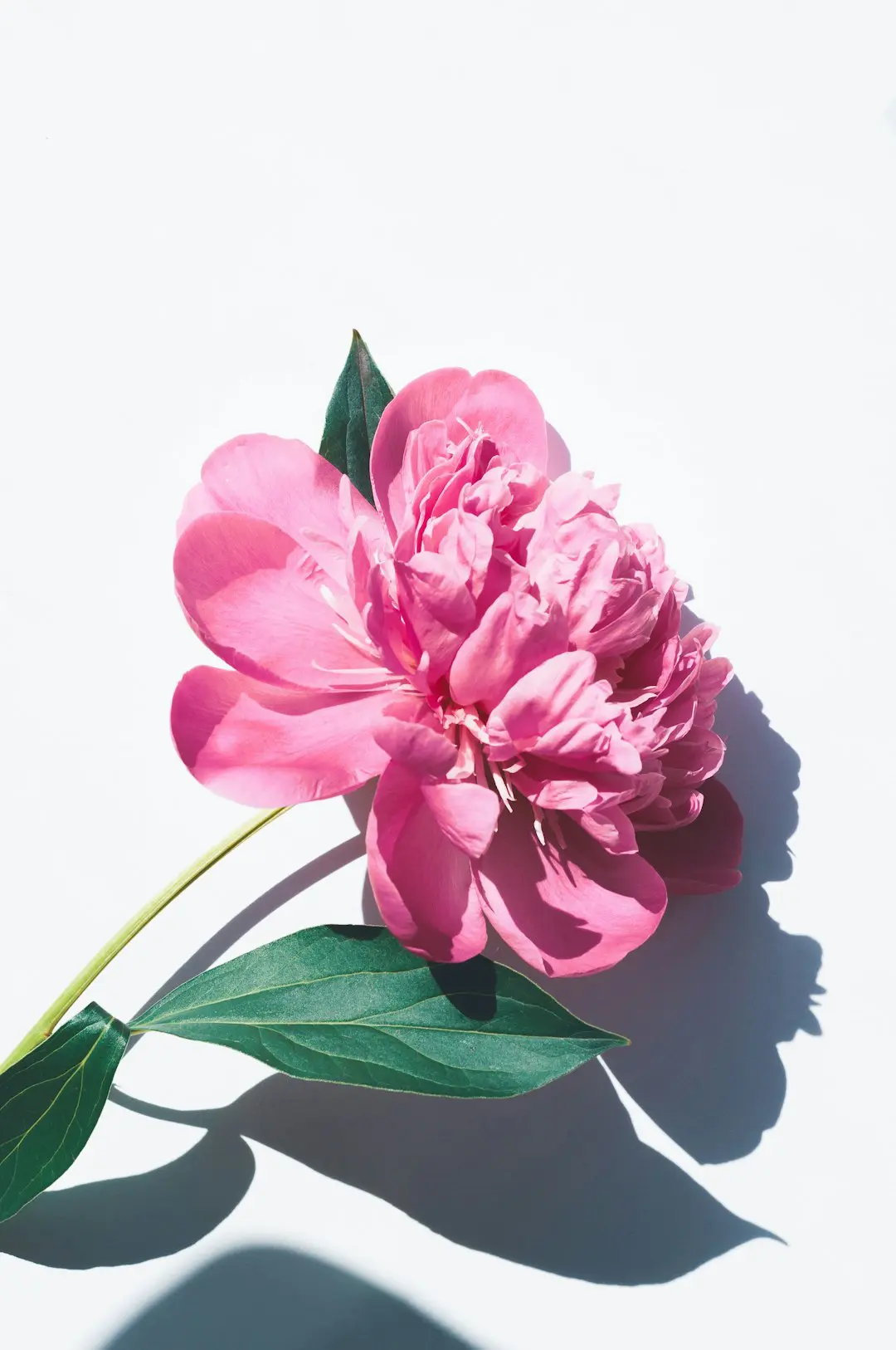 Photo by Olia Gozha photo of pink petaled flowers