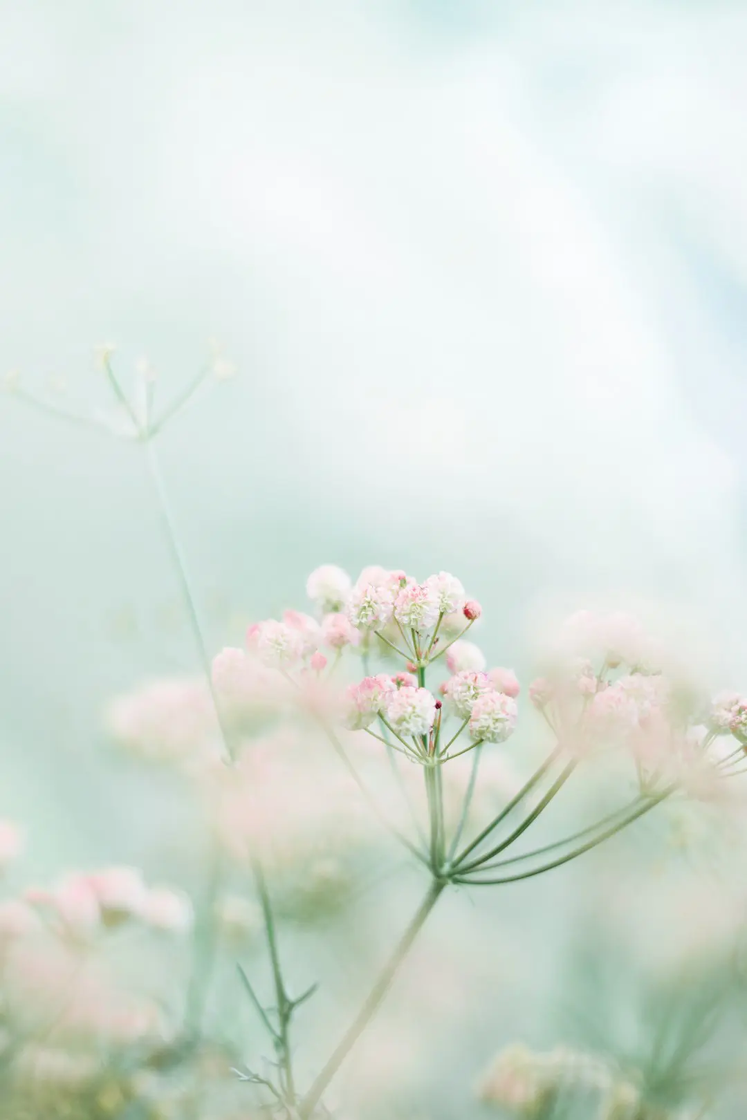 Photo by Foad Roshan pink and white flowers in tilt shift lens