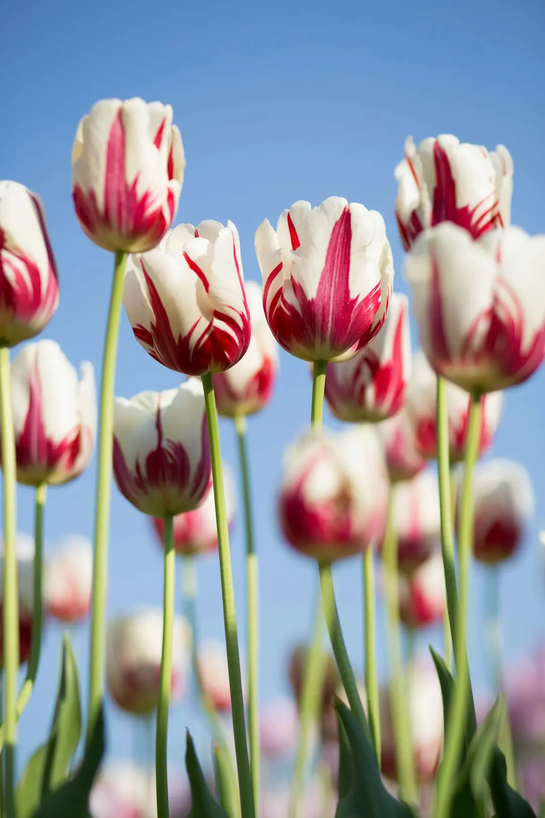 Photo by Kwang Mathurosemontri shallow focus photography of white-and-pink petaled flowers