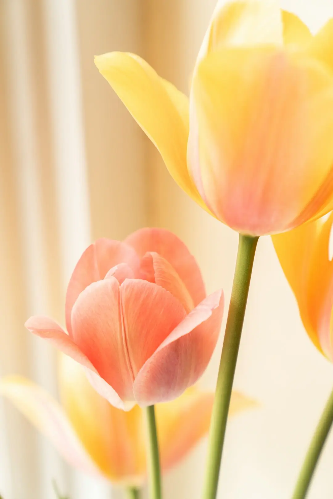 Photo by Zoe Richardson yellow and red tulip in bloom close up photo