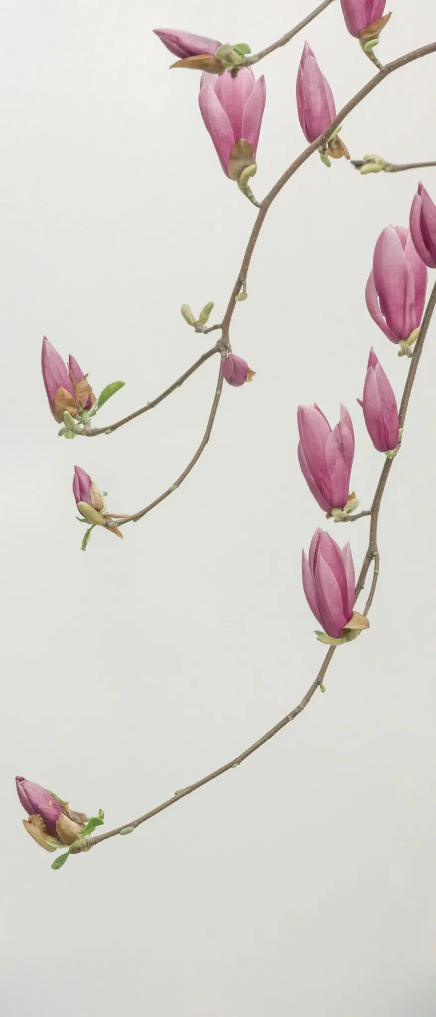 Photo by Han Chenxu pink petaled flowers wallpaper