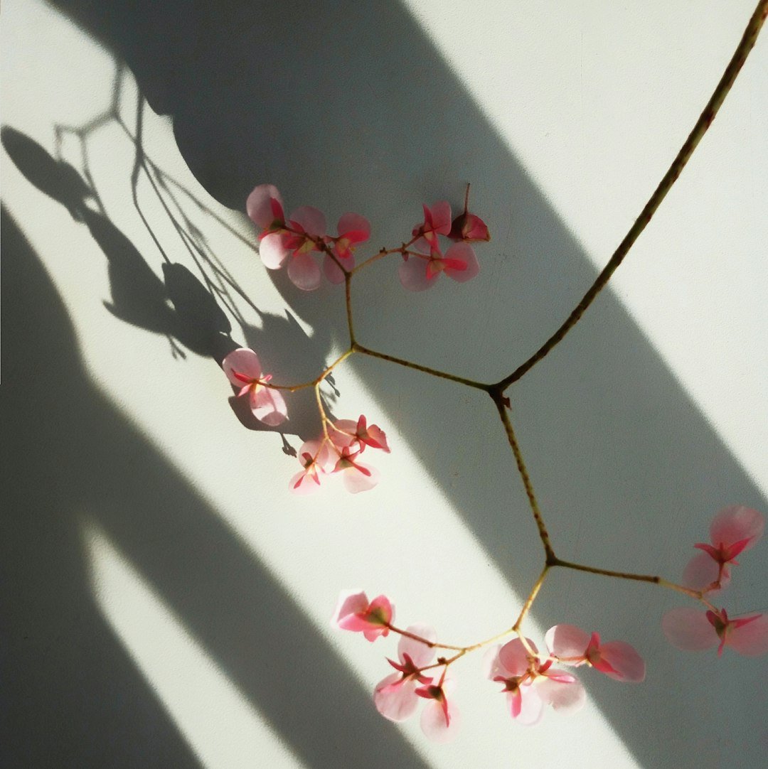 pink and white flower petals on white wall