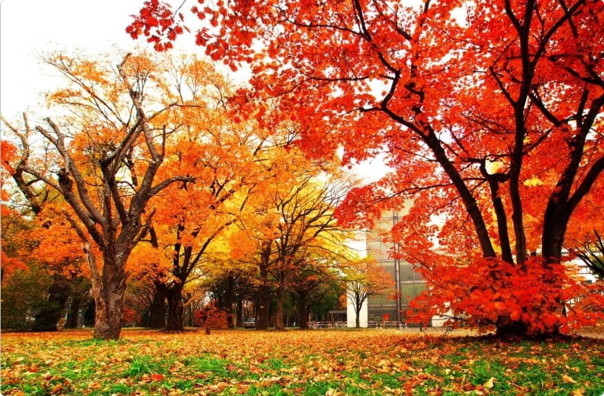 秋末進補有道，回春培元備寒冬 — 順應天時的能量儲備之道