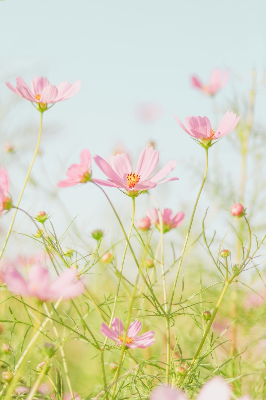 Photo by Jei Lee pink flowers in tilt shift lens