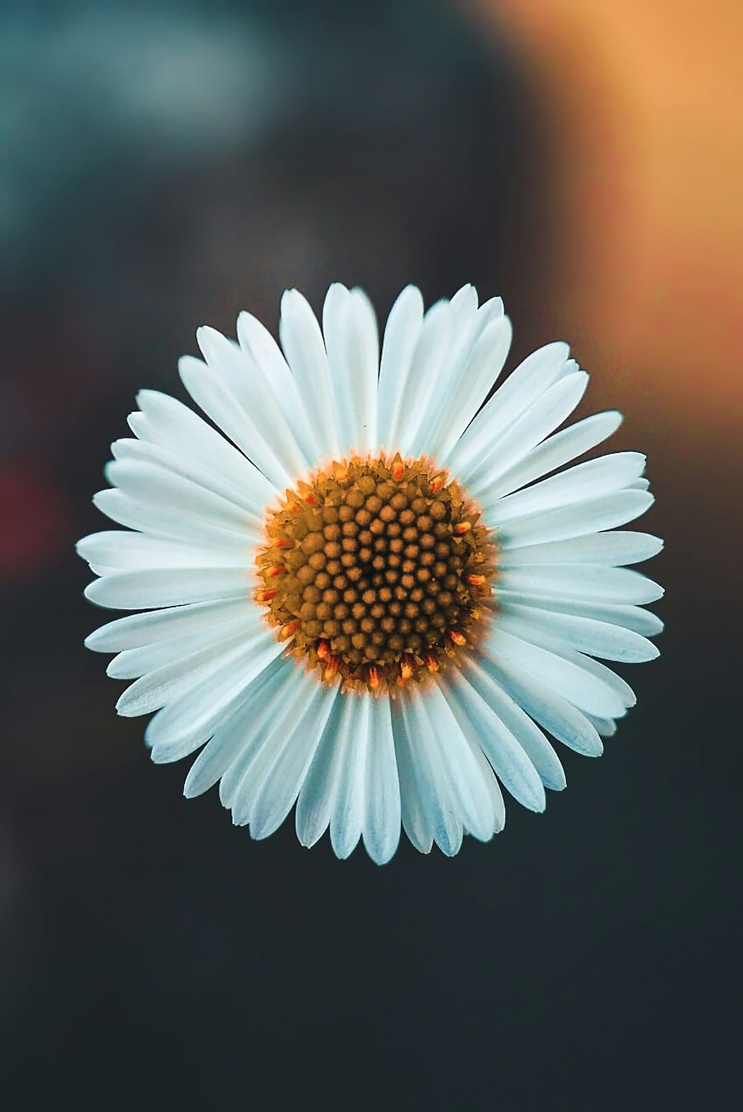 Photo by AARN GIRI white daisy in bloom during daytime