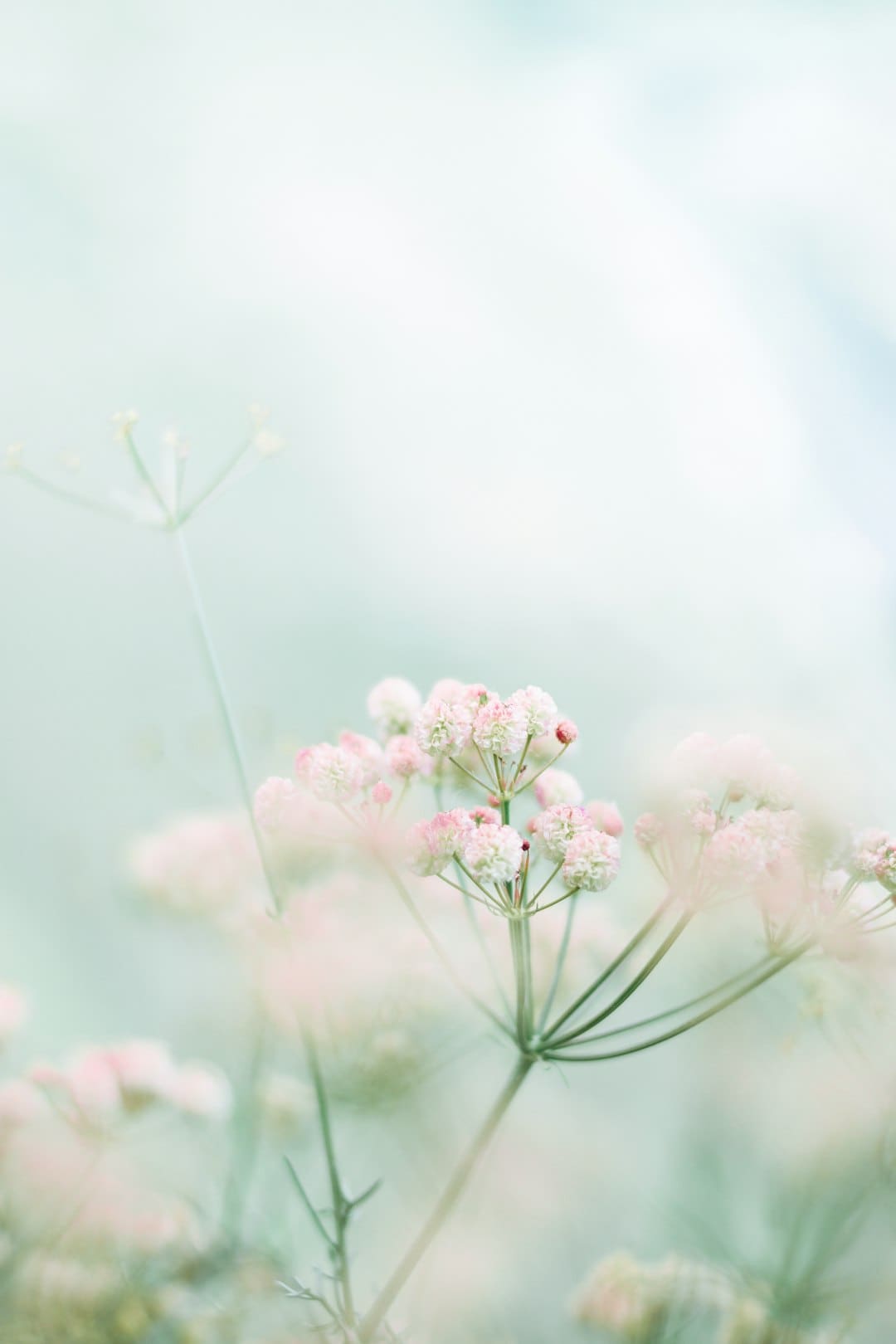Photo by Foad Roshan pink and white flowers in tilt shift lens