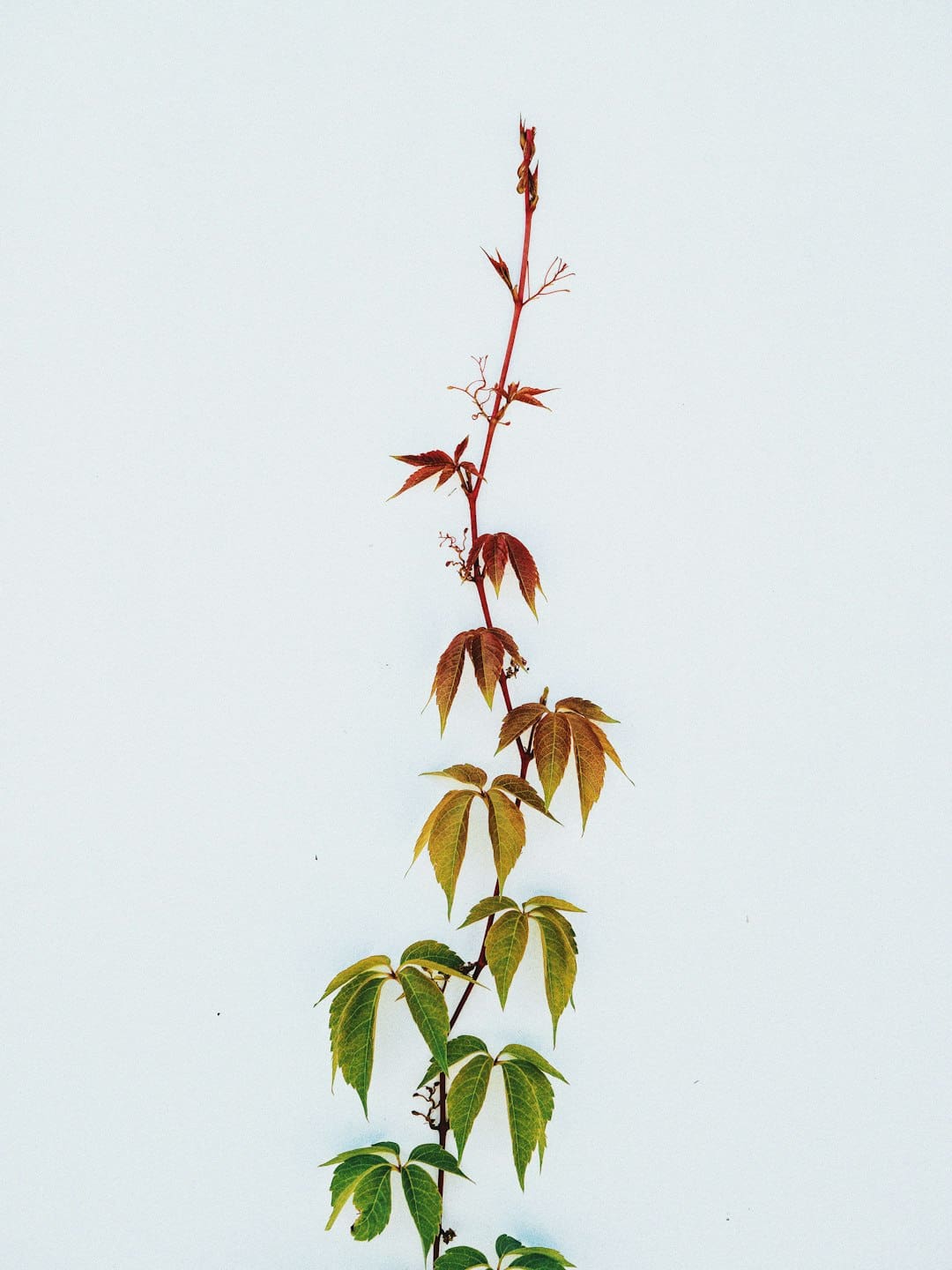 Photo by Brian Patrick Tagalog green and brown cannabis plant