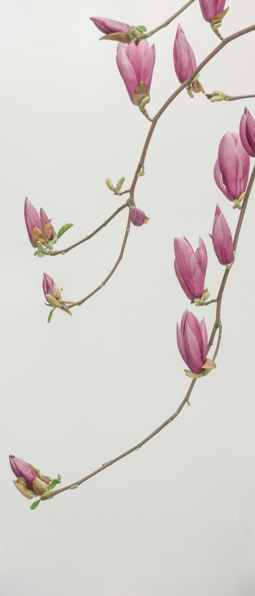 Photo by Han Chenxu pink petaled flowers wallpaper